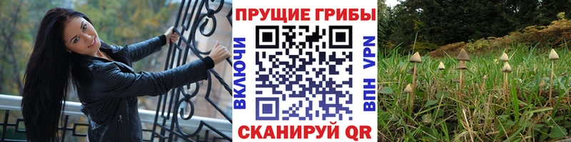 Галлюциногенные грибы Cubensis Липки